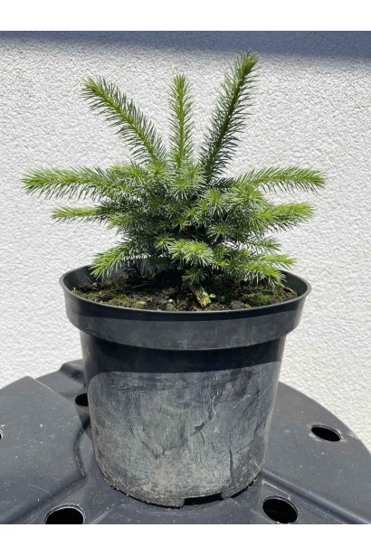 Ялина ситхінська Міджет - 3л/вис.10-15см/Ø15-20см